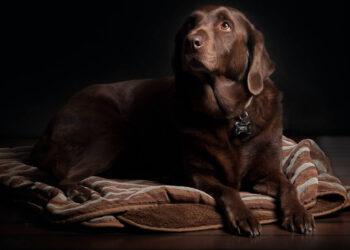 The best flooring for a home with pets