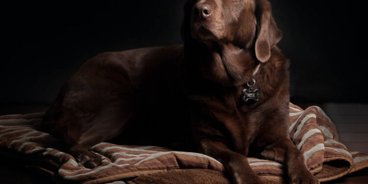 The best flooring for a home with pets