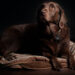 The best flooring for a home with pets