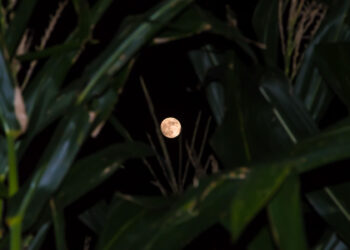 Why do people plant according moon