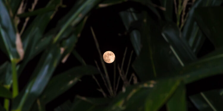 Why do people plant according moon