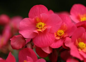 Begonias flowers in garden