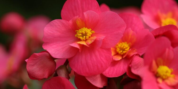Begonias flowers in garden