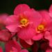 Begonias flowers in garden