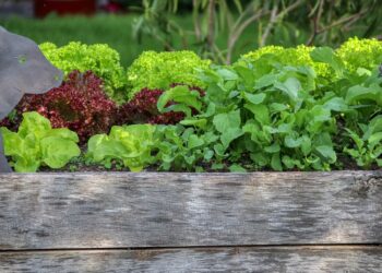 Could raised container gardening be for you