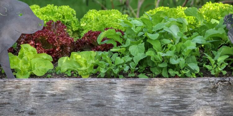Could raised container gardening be for you