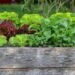 Could raised container gardening be for you