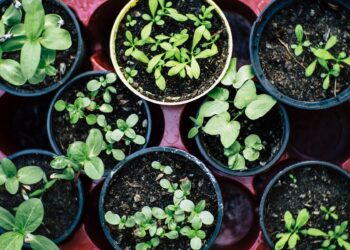 Five ways to grow healthy teeth and gums