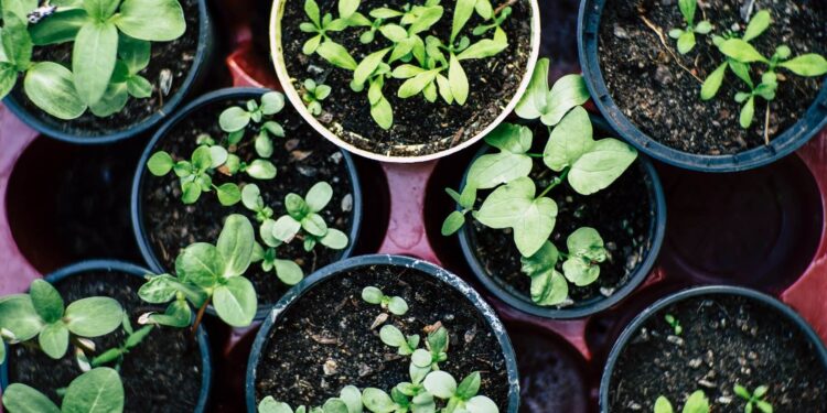 Five ways to grow healthy teeth and gums