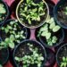 Five ways to grow healthy teeth and gums
