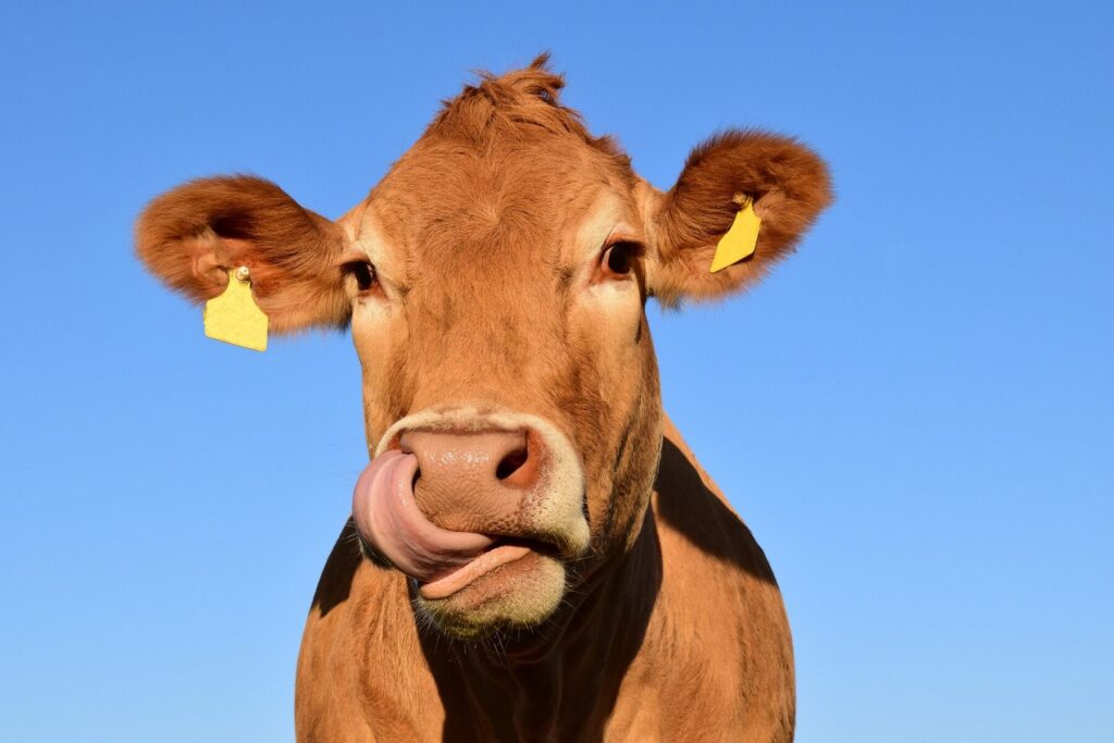 Strange facts about cows