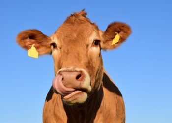 Strange facts about cows