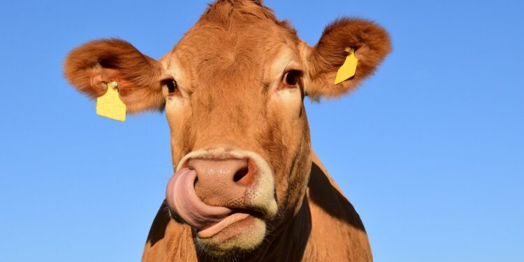 Strange facts about cows