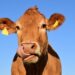 Strange facts about cows