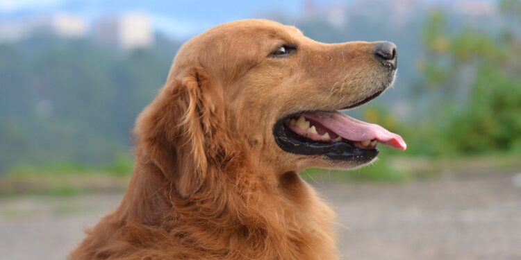 Top things you need to know before you get a family dog