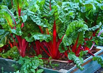 5 tips to creating an organic and sustainable garden