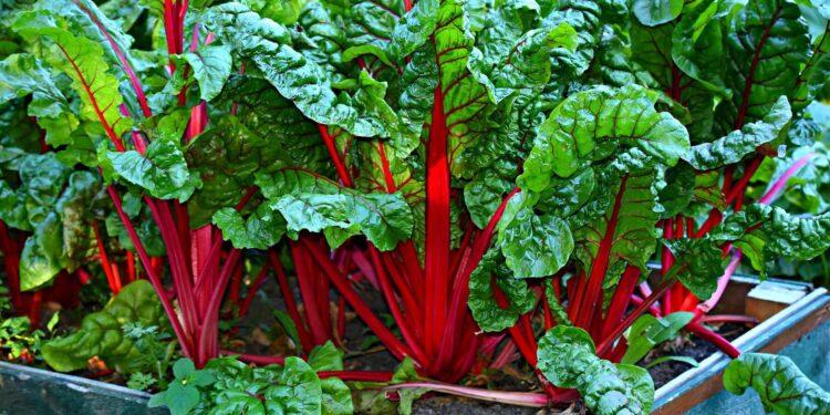 5 tips to creating an organic and sustainable garden