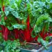 5 tips to creating an organic and sustainable garden