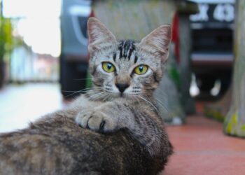 6 Easy activities to keep your cat energetic and healthy