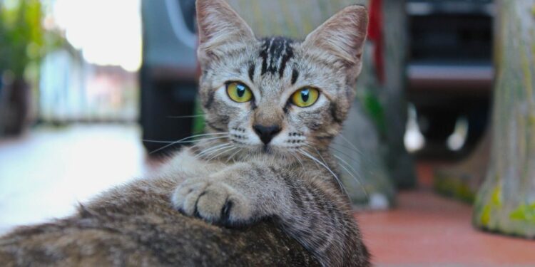 6 Easy activities to keep your cat energetic and healthy