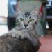 6 Easy activities to keep your cat energetic and healthy