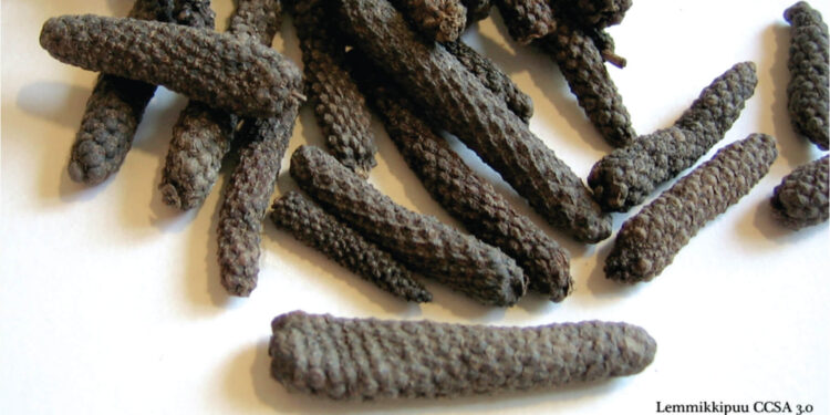 Ancient pepper can spice up barbecue