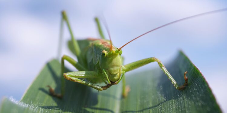 Don't Bug Me