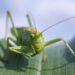 Don't Bug Me