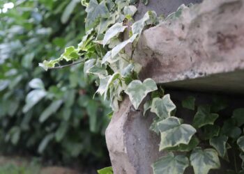 Keep these invasive plants out of your garden