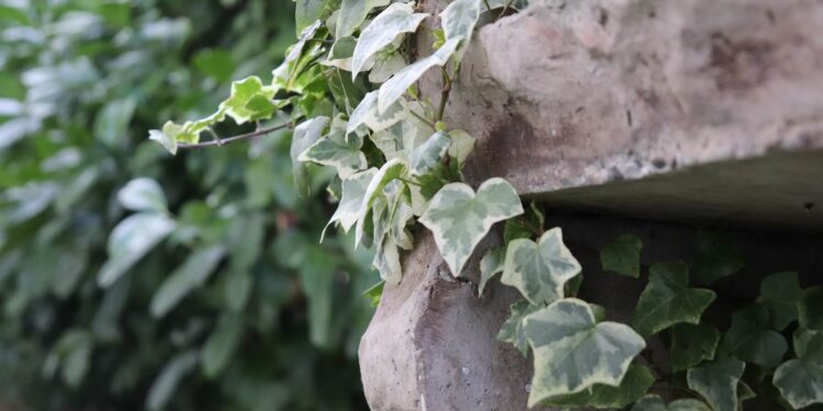 Keep these invasive plants out of your garden