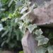 Keep these invasive plants out of your garden