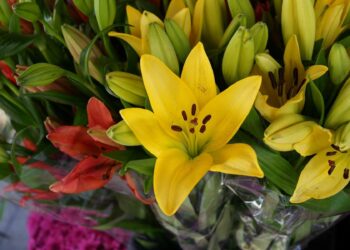 Lilies grace Ohio gardens each summer