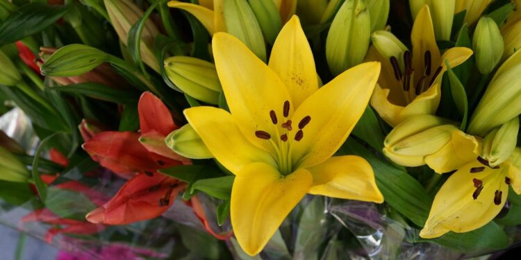 Lilies grace Ohio gardens each summer