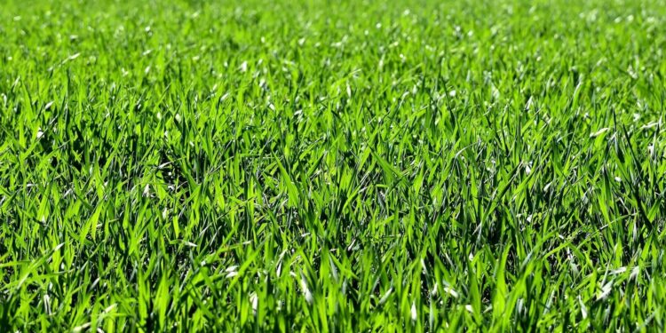 Summer gardening, grass tips