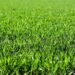 Summer gardening, grass tips