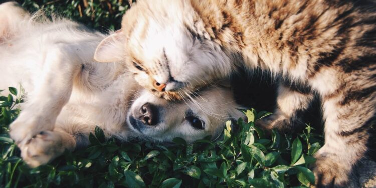 4 Top-notch pet-friendly amenities to lookout for when house hunting