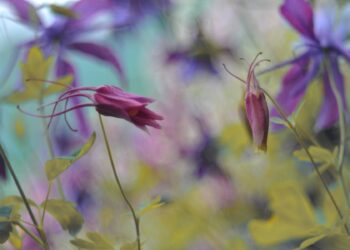 4 Ways to make your garden easier to maintain