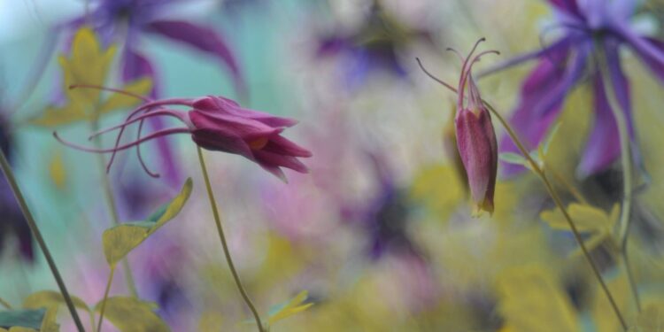4 Ways to make your garden easier to maintain
