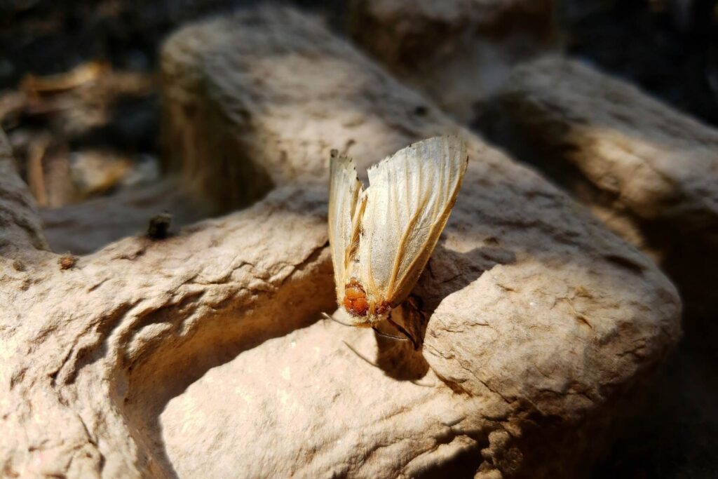 Gypsy moths can eat up your trees