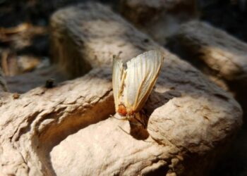 Gypsy moths can eat up your trees