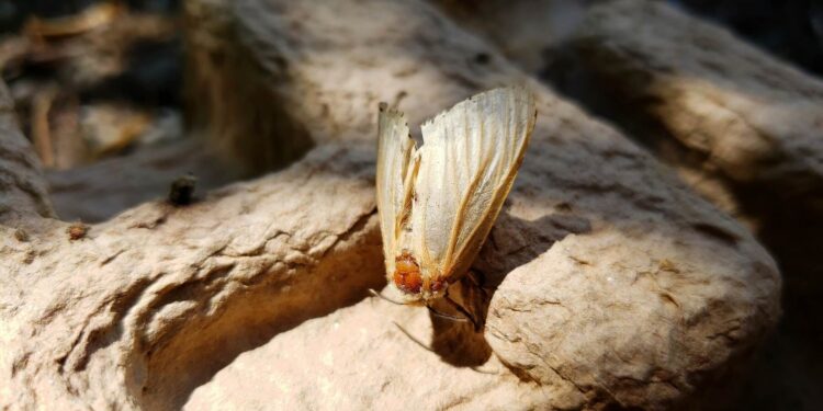 Gypsy moths can eat up your trees