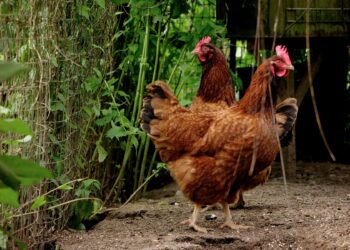 Raising backyard chickens