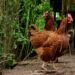 Raising backyard chickens