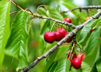 Will my variety of cherry trees pollinate