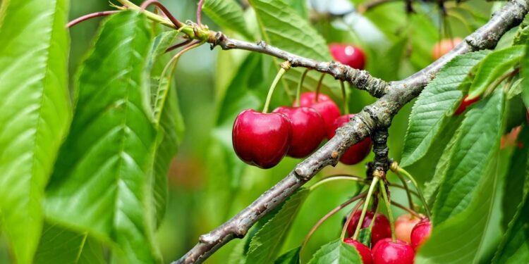 Will my variety of cherry trees pollinate