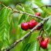 Will my variety of cherry trees pollinate