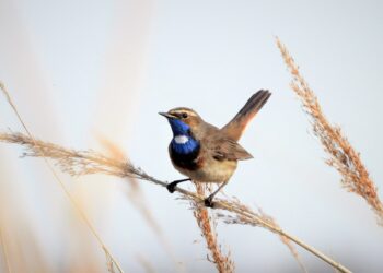 You Walk With Me Poetry