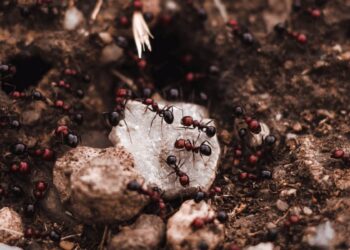 Chocolate covered ants, a spider and half a water bug