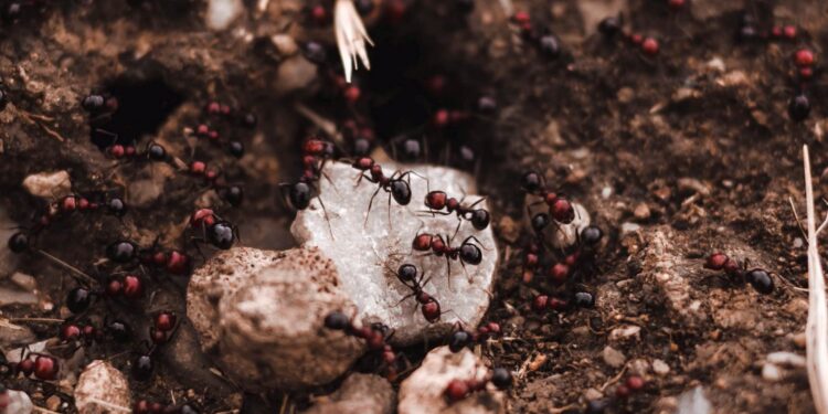 Chocolate covered ants, a spider and half a water bug