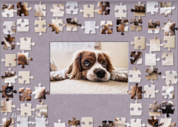 Cocker Spaniel puppy makes a great puzzle and pet